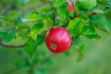 Red apples on tree