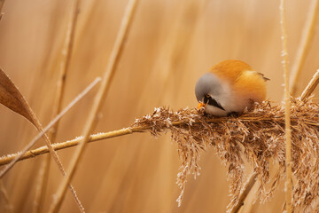 bearded reedling (Panurus biarmicus) looking for seeds for reeds