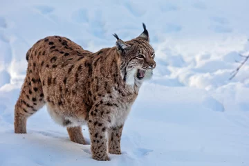Outdoor kussens adult male Eurasian lynx (Lynx lynx) is yawning © michal