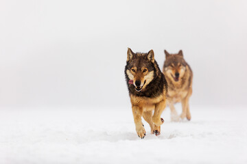 Obraz premium Eurasian wolf (Canis lupus lupus) Pack in the snow and fog