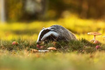 European badger (Meles meles) in the meadow looking for food © michal