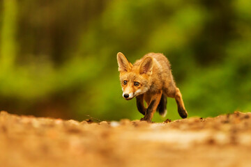 male red fox (Vulpes vulpes) running along the forest path