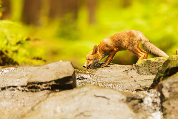 male red fox (Vulpes vulpes) drinks in the woods from the stream