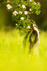 European badger (Meles meles) sniffing a rose bush branch © michal