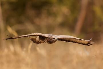 common buzzard (Buteo buteo) flying through the forest