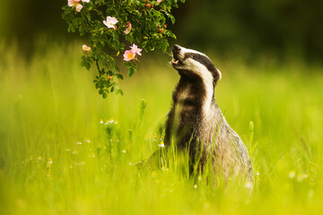 European badger (Meles meles) inspecting the rose bush