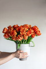 Bouquet of fresh orange tulips in female hands, close-up.
