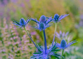 Eryngium x zabelii ‘Big Blue’