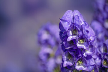 Aconitum napellus - Monkshood