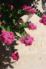 Fototapeta na wymiar Vibrant pink flowers on Tuscarora Crape Myrtle tree in a garden. Selective focus.