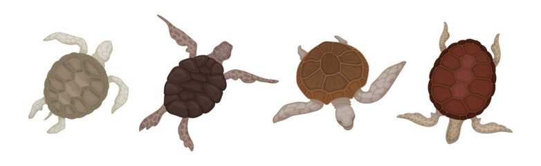 Turtles with Bony Shell as Sea-dwelling Species Vector Set
