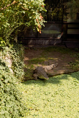 A large estuarine crocodile on the edge of a pond in a zoo is silent and sunbathing.