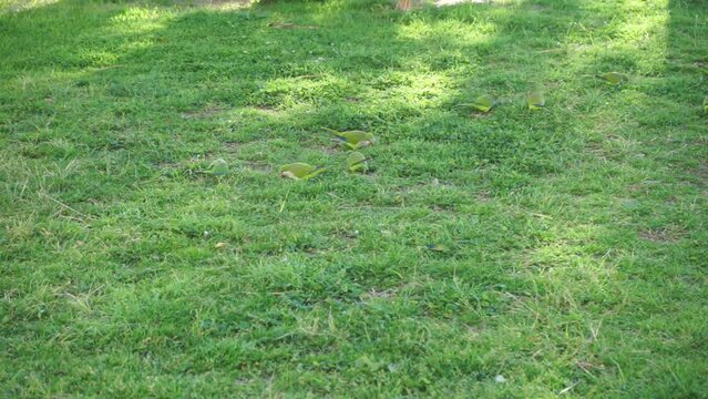 video of parakeets eating in a garden