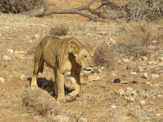 Lion stalking its prey in Masai Mara national game reserve, Kenya. Wildlife photography taken in the lions natural habitat while on safari tour on a nice sunny day.  