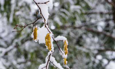 Haselnusskätzchen mit Schnee Makro