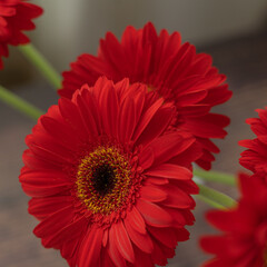 red gerbera flower