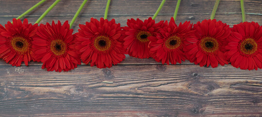 Wooden background with a row of beautiful red gerberas