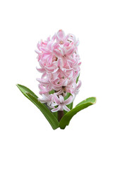 Pink Hyacinth w Bee Transparent