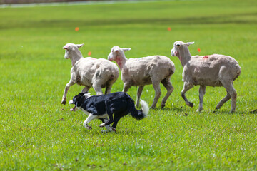Sheep being herded in a Stock Dog Trial in western Colorado