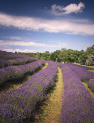Naklejka na ściany i meble Purple lavender field in Hungary
