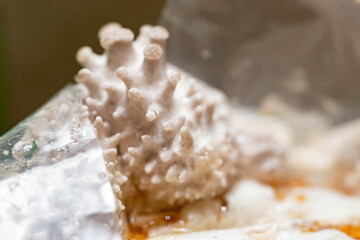 Pleurotus ostreatus, commonly known as white shimeji, hiratake or white oyster mushroom, young sprouting mushroom,