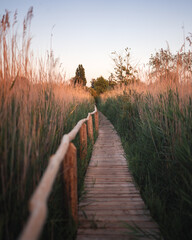 Wooden pier with reed at lake Balaton, Hungary