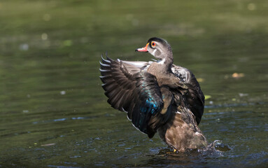 Fototapeta premium wood duck