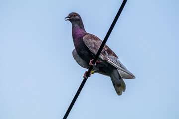 The pink-necked green pigeon (Treron vernans) is a species of bird of the pigeon and dove family, Columbidae