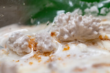 Pleurotus ostreatus, commonly known as white shimeji, hiratake or white oyster mushroom, young sprouting mushroom,