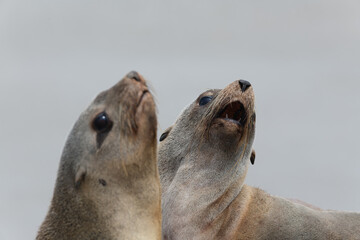 Close-up of two bright upright seal heads, grey background