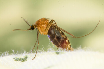 A mosquito is a type of fly. It is the common name of a family of flies in the order Diptera