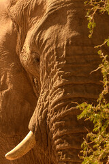 Portrait of elephant head and tusk in warm sunlight behind green branch, no sky