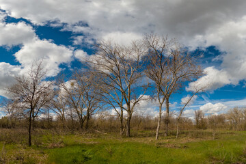 Woodland area in winter with puffy clouds in the sky