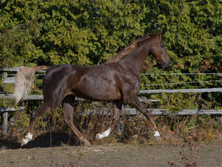 purebred american saddlebred horse trotting in paddock chestnut horse in motion with three white socks in a trotting gait against wooden fence horizontal format room for type greenery in background 
