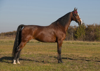 american saddlebred horse conformation bay horse in park stance or pose standing with leather show bridle with red browband brown with black points two white socks good conformation long black  tail
