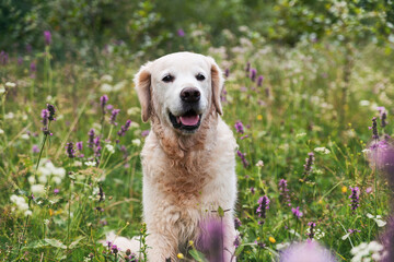 Happy smiling adorable golden retriever dog outdoors on green grass white and purple summer flowers.