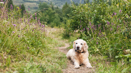 Happy smiling adorable golden retriever dog outdoors on green grass white and purple summer flowers.