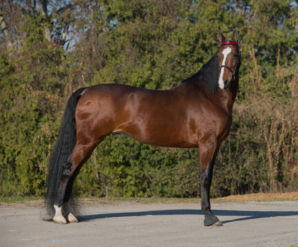 american saddlebred horse conformation bay horse in park stance or pose standing with leather show bridle with red browband brown with black points two white socks good conformation long black  tail