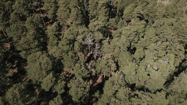 Flying Over A Forest In Spain