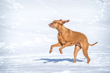 Hungarian Hound runs in the snow