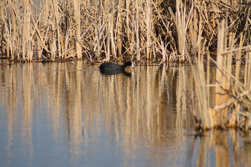 Closeup of eurasian coot and yellow reed reflecting on rippled lake