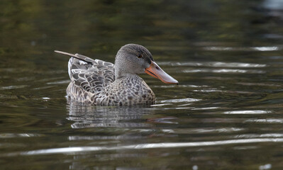 Northern shoveler 