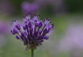 bee on thistle