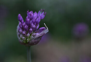 Obraz premium close up of a lavender