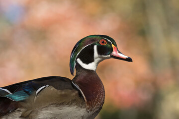 wood duck