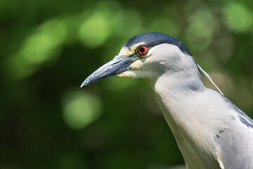 green heron 