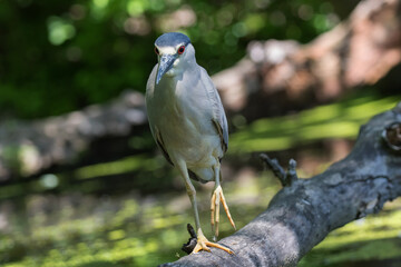 green heron 