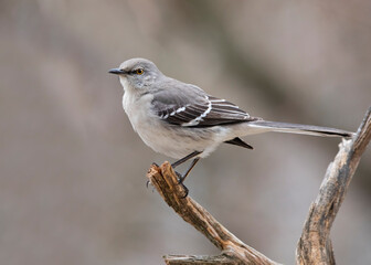 mockingbird on branch