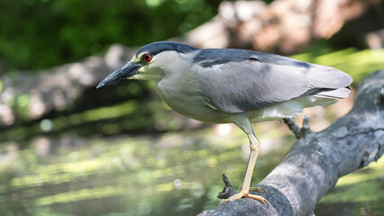 green heron 
