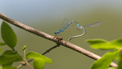 dragonfly on a branch